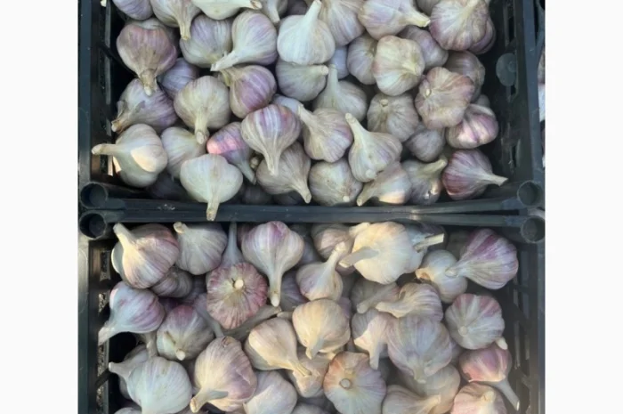 Продам часник- фото № 2