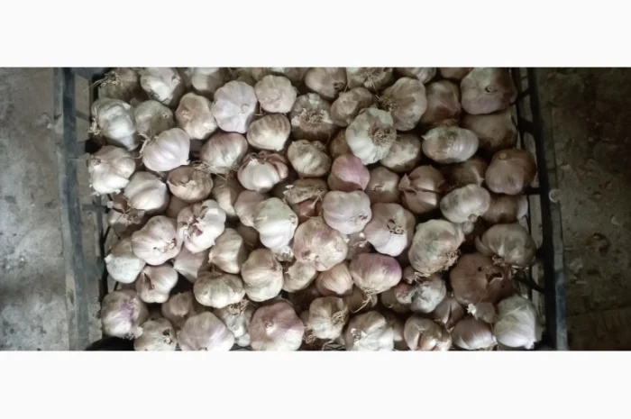 Продам чеснок молодой- фото № 1