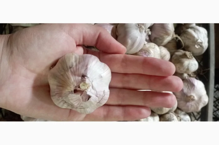 Продам чеснок молодой- фото № 2