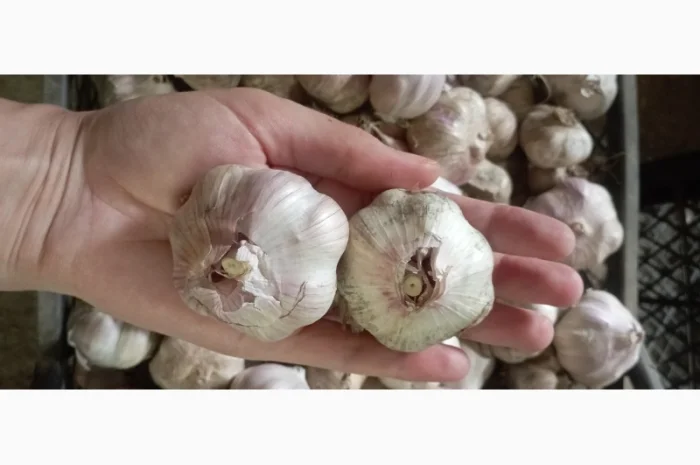 Продам чеснок молодой- фото № 3