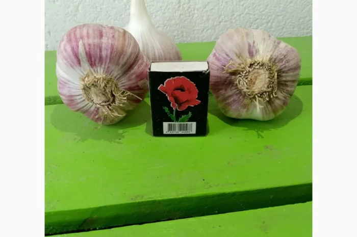 Продам часник сорт любаша- фото № 1