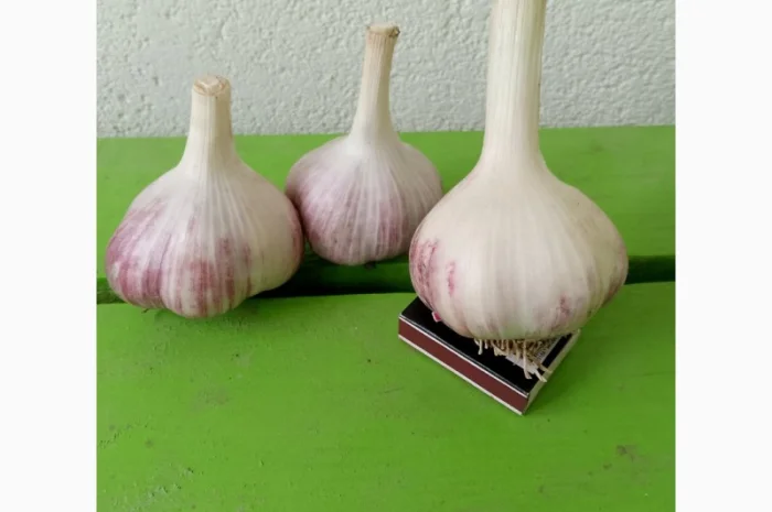 Продам часник сорт любаша- фото № 2