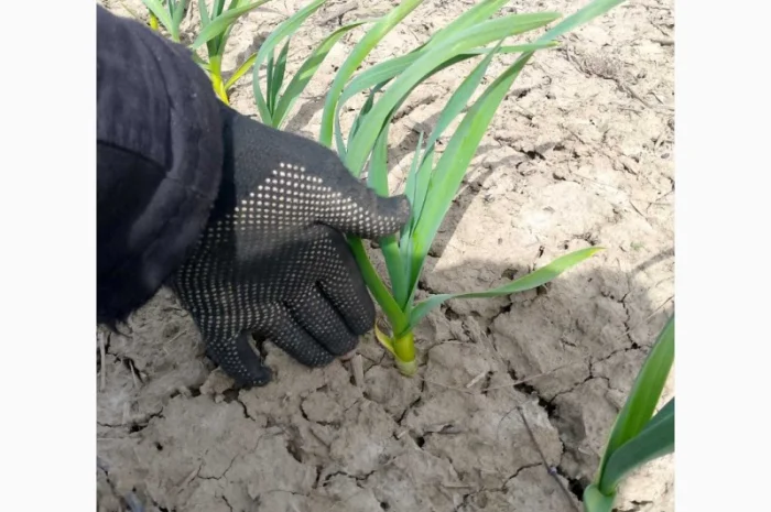 Продам часник сорт любаша- фото № 3