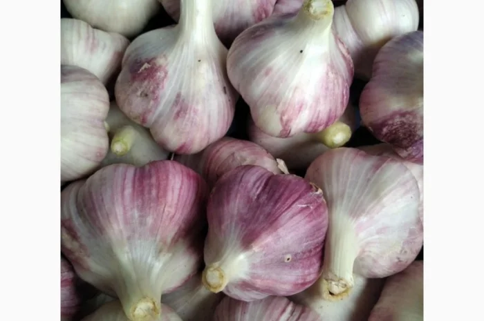 Продам молодий часник любаші- фото № 1