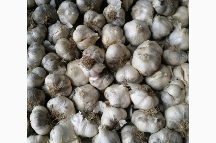 Закуповуємо часник 5+см та однозубку часнику ціна дорого- фото № 1
