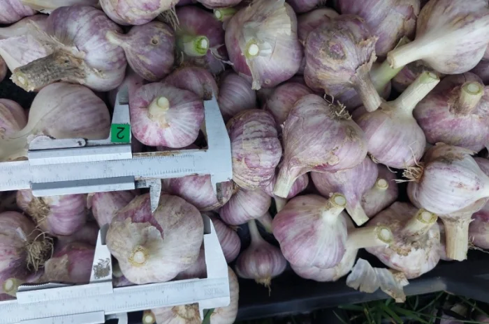 Продам товарний часник, сорт любаш- фото № 1