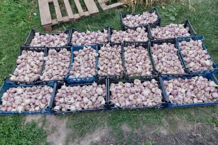 Продам товарний часник, сорт любаш- фото № 2