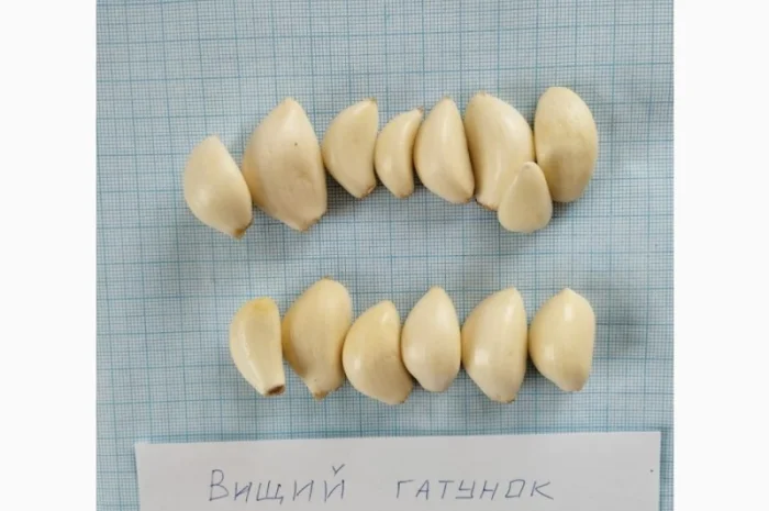 Чеснок очищенный- фото № 1