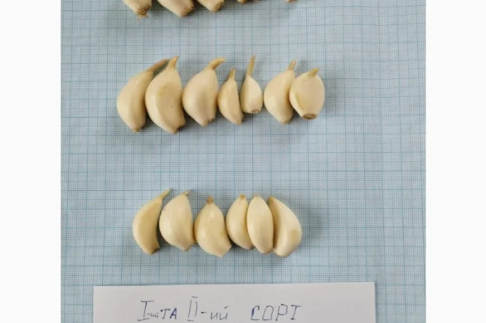 Чеснок очищенный- фото № 2