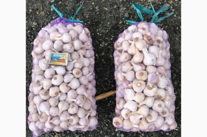 Продам чеснок 20-30, 30-38 мм, 40-50 мм, 50+мм- фото № 1
