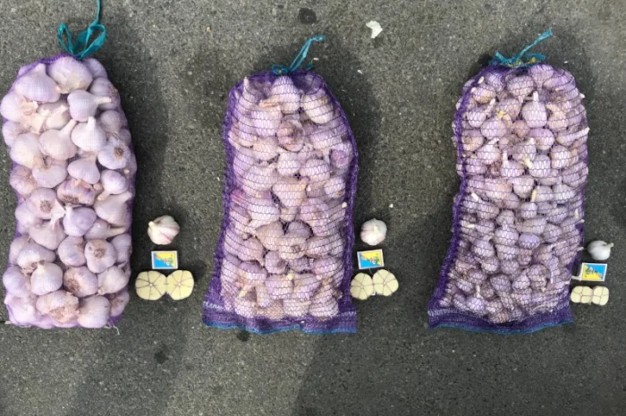 Продам чеснок 20-30, 30-38 мм, 40-50 мм, 50+мм- фото № 2