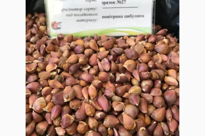 Продам воздушку чеснока сорт "Ирен" напрямую от автора сорта- фото № 2