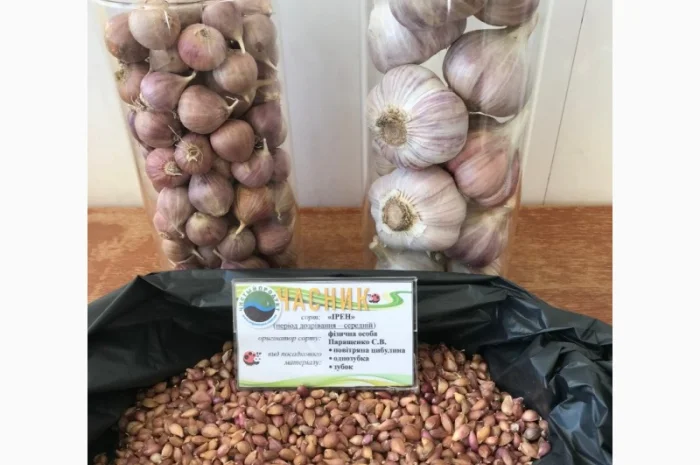 Продам воздушку чеснока сорт "Ирен" напрямую от автора сорта- фото № 3