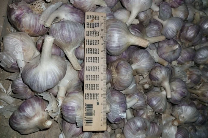 Продам часник любаша 2 репродукція- фото № 5