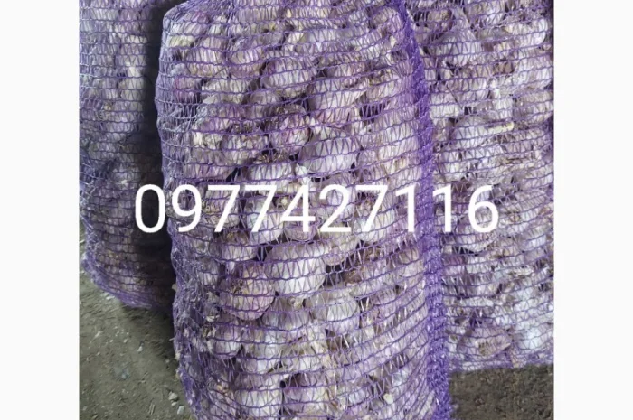 Продам часник любаша 2 репродукція- фото № 1