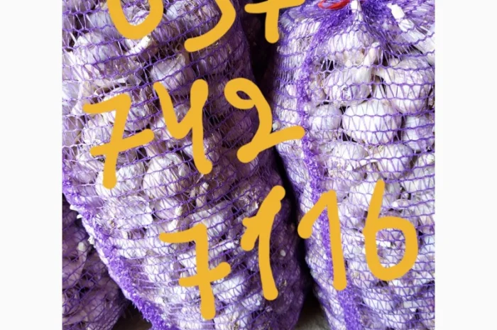 Продам часник любаша 2 репродукція- фото № 2