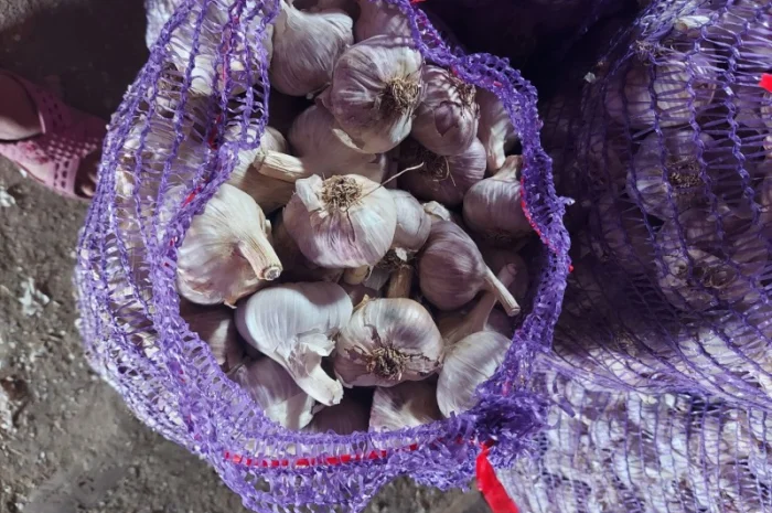 Продам часник любаша 2 репродукція- фото № 3