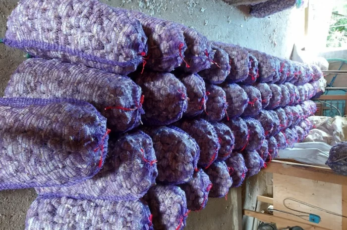 Продам часник любаша 2 репродукція- фото № 4