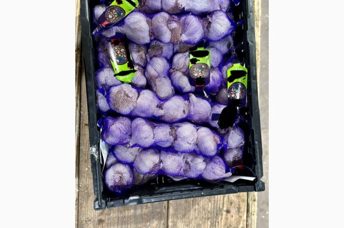 Vând usturoi origine spaniol calitatea 1 comercial calitatea 2 industrial- фото № 3