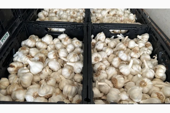 Vând usturoi origine spaniol calitatea 1 comercial calitatea 2 industrial- фото № 5