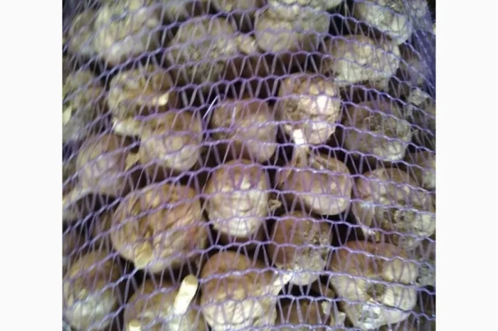 Продам часник- фото № 1