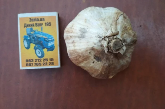 Продам часник- фото № 2