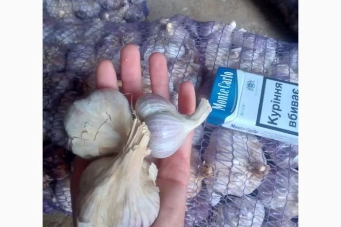 Продам товарный чеснок сорт любоша есть объём- фото № 2