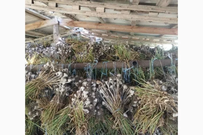 Продам товарный чеснок сорт любаша- фото № 2