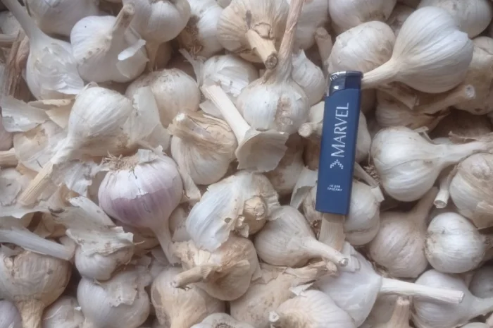 Продам часник- фото № 1