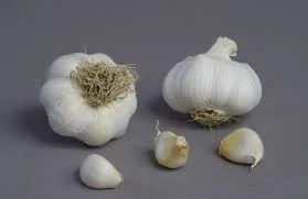 Продам Часник, опт та роздріб- фото № 2