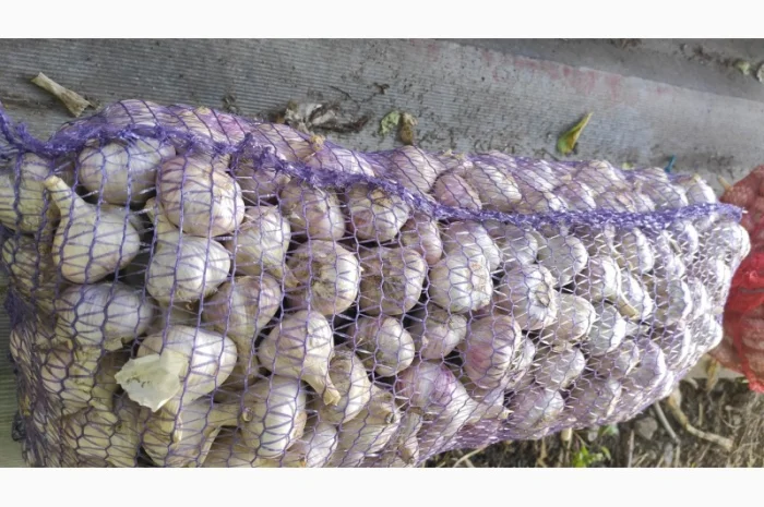 Часник товарний сорту Любаша, якість, об'єм- фото № 1