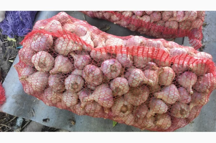 Часник товарний сорту Любаша, якість, об'єм- фото № 2