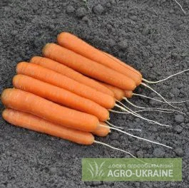 Продам фирменные качественные семена овощей - недорого, Bejo, Vilmorin, Никерсон цваан- фото № 4