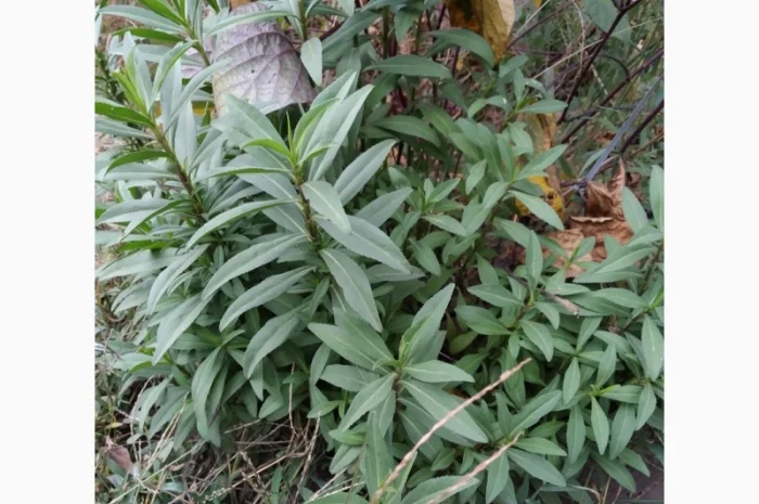 Редкие пряно-ароматические культуры- Лимограсс и Вербена лимонная. Липия сладкая- фото № 1