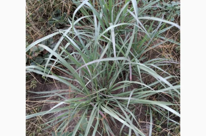 Редкие пряно-ароматические культуры- Лимограсс и Вербена лимонная. Липия сладкая- фото № 2