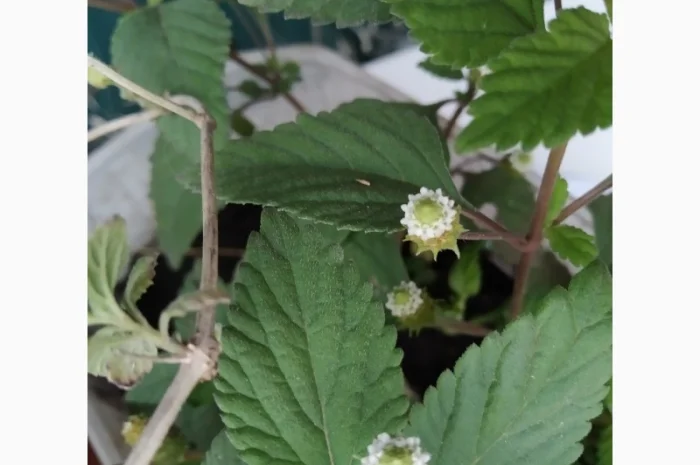 Редкие пряно-ароматические культуры- Лимограсс и Вербена лимонная. Липия сладкая- фото № 4