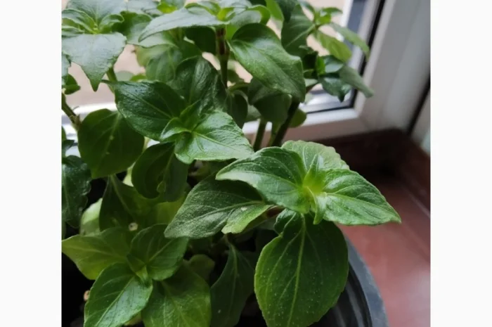 Редкие пряно-ароматические культуры- Лимограсс и Вербена лимонная. Липия сладкая- фото № 5