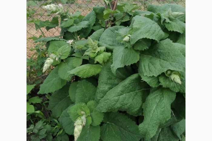 Редкие пряно-ароматические культуры- Лимограсс и Вербена лимонная. Липия сладкая- фото № 6