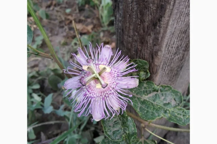 Редкие пряно-ароматические культуры- Лимограсс и Вербена лимонная. Липия сладкая- фото № 7