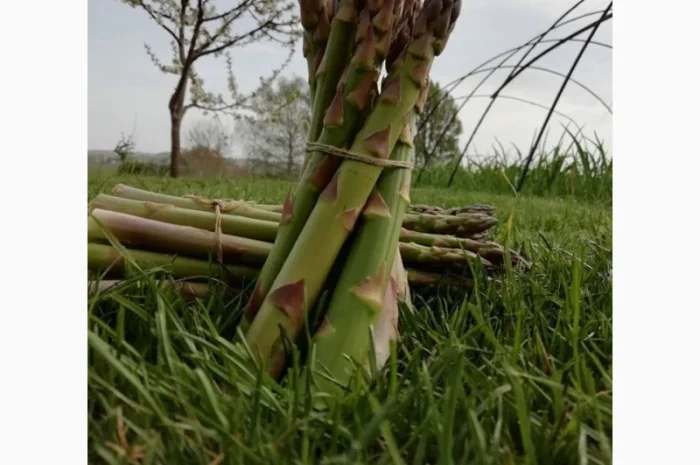 Насіння спаржі.Семена спаржи Guelph Eclipse Guelph Equinox Guelph Millennium, Аржентельськ- фото № 2