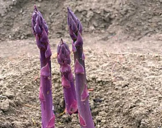 Фіолетова спаржа, насіння- фото № 1