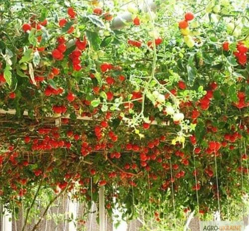 Продам семена Томатное дерево (Цифомандра)- фото № 1