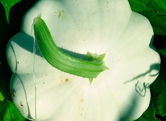 Продам семена Патиссоны Белые- фото № 1