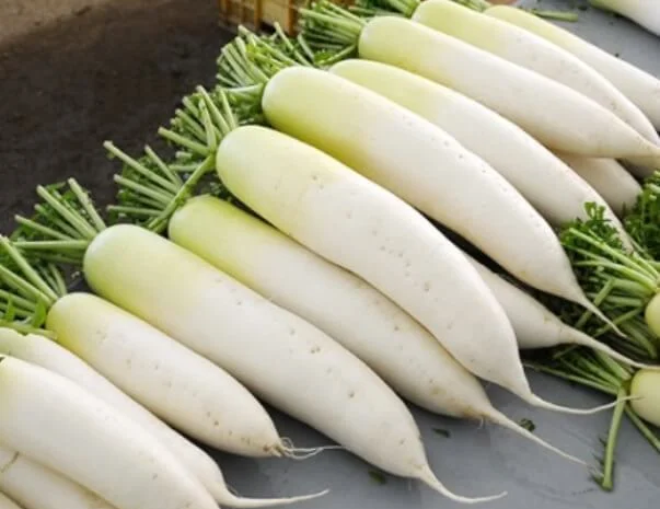 Продам семена Дайкон Клык слона- фото № 1