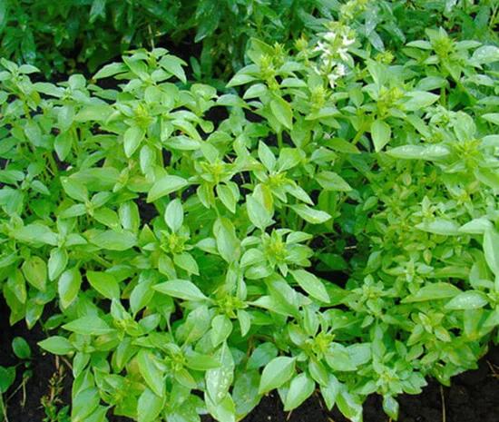 Продам семена Базилик Лимонный- фото № 1