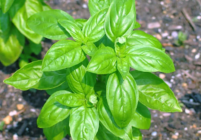 Продам семена Базилик Листья салата- фото № 1