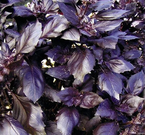 Продам семена Базилик Карамельный Кьянти- фото № 1