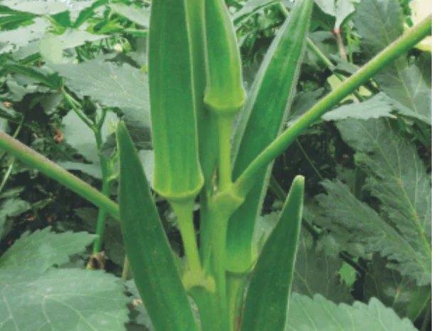 Бамия Мамонт Перкинса- фото № 2