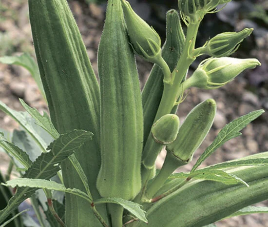 Бамия Мамонт Перкинса- фото № 1