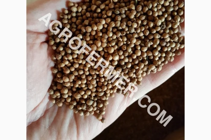 RATON канадский трансгенный ярый сорт кориандра- фото № 1